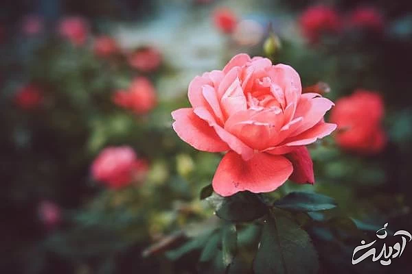 معرفی گیاهان گلدار گل رز